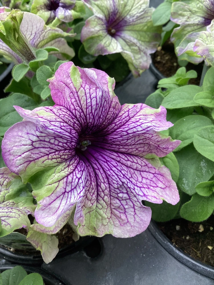 Petunia Amazonas Plum Cockatoo Live Plant - 4.5 inch Nursery Pot - Image 1