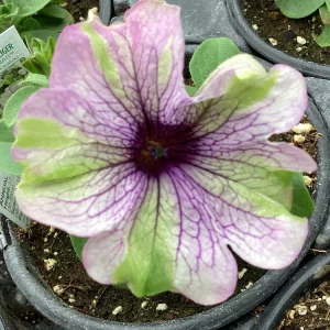 Petunia Amazonas Plum Cockatoo Live Plant - 4.5 inch Nursery Pot - Image 4