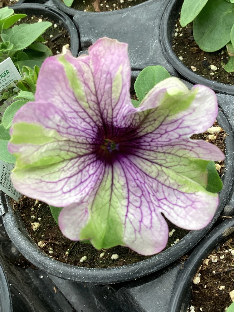 Petunia Amazonas Plum Cockatoo Live Plant - 4.5 inch Nursery Pot - Image 4