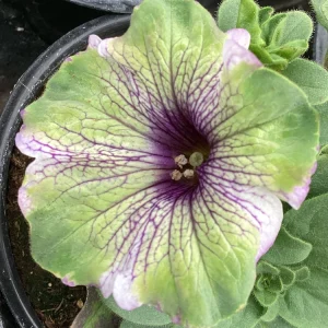 Petunia Amazonas Plum Cockatoo Live Plant - 4.5 inch Nursery Pot - Image 5