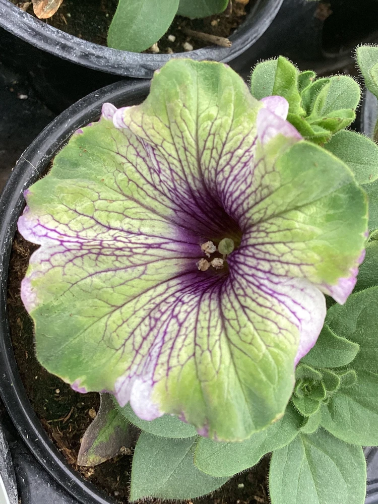 Petunia Amazonas Plum Cockatoo Live Plant - 4.5 inch Nursery Pot - Image 5