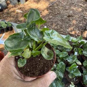 Philodendron Atom Live Plant – Compact Houseplant in 3 inch Pot – Indoor - Image 2