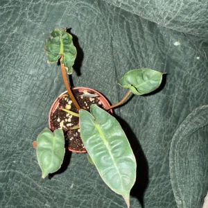 Philodendron Billietiae Live Plant – 3 inch Pot – Houseplant - Image 2