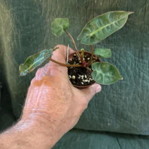 Philodendron Billietiae Live Plant – 3 inch Pot – Houseplant - Image 3