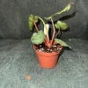 Philodendron Billietiae Live Plant – 3 inch Pot – Houseplant - Image 1