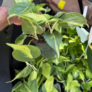 Philodendron Brasil Live Plant - 4 inch Pot - Indoor Vining Houseplant - Image 2