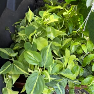 Philodendron Brasil Live Plant - 4 inch Pot - Indoor Vining Houseplant - Image 3