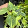 Philodendron Brasil Live Plant - 4 inch Pot - Indoor Vining Houseplant - Image 1