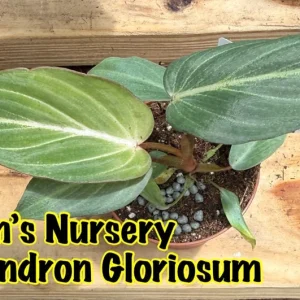 Philodendron Gloriosum Live Plant – 3 inch Pot Starter – Indoor Foliage - Image 2