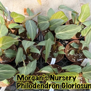 Philodendron Gloriosum Live Plant – 3 inch Pot Starter – Indoor Foliage - Image 3