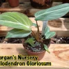 Philodendron Gloriosum Live Plant – 3 inch Pot Starter – Indoor Foliage - Image 1