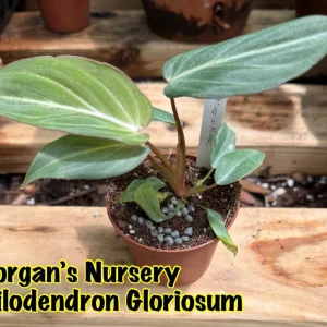Philodendron Gloriosum Live Plant – 3 inch Pot Starter – Indoor Foliage - Image 1