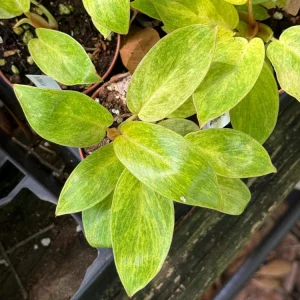 Philodendron Painted Lady Live Plant – 3 inch Pot – Indoor Houseplant - Image 2