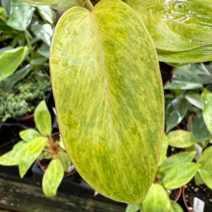 Philodendron Painted Lady Live Plant – 3 inch Pot – Indoor Houseplant - Image 3