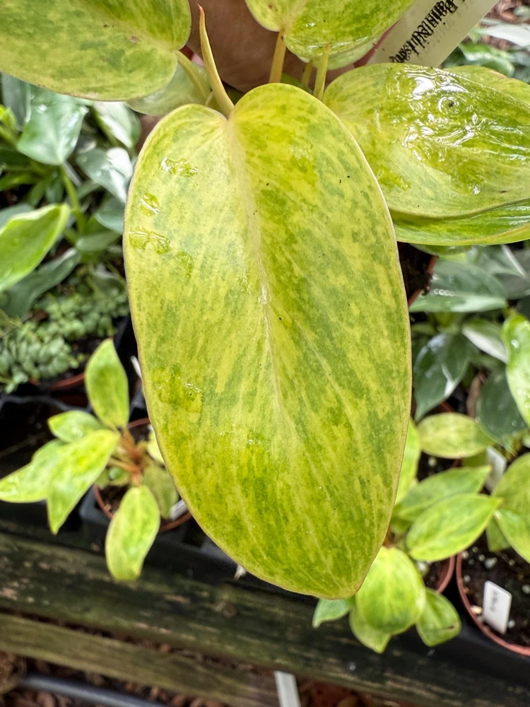 Philodendron Painted Lady Live Plant – 3 inch Pot – Indoor Houseplant - Image 3