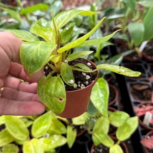 Philodendron Painted Lady Live Plant – 3 inch Pot – Indoor Houseplant - Image 4