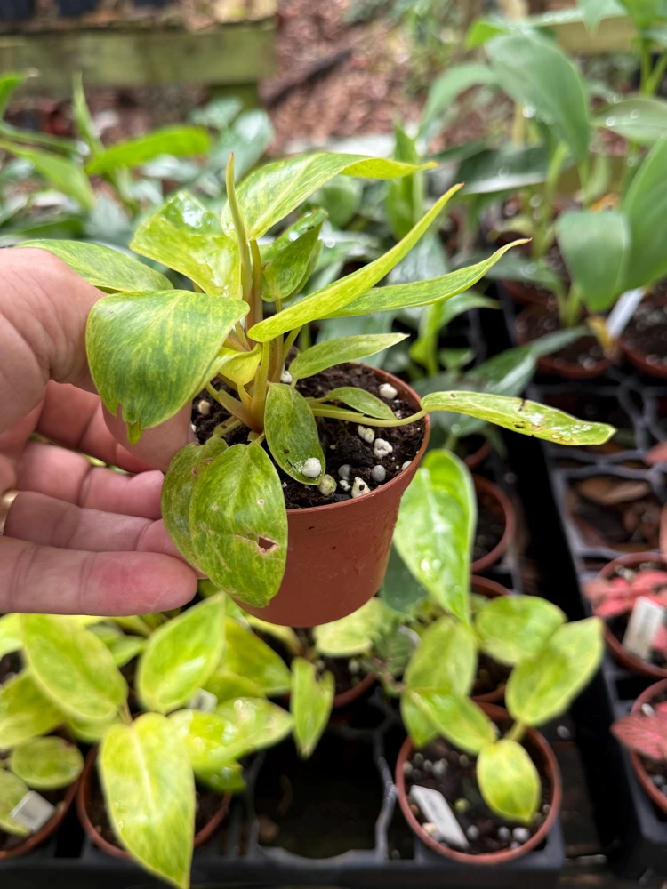 Philodendron Painted Lady Live Plant – 3 inch Pot – Indoor Houseplant - Image 4