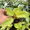 Philodendron Painted Lady Live Plant – 3 inch Pot – Indoor Houseplant - Image 1