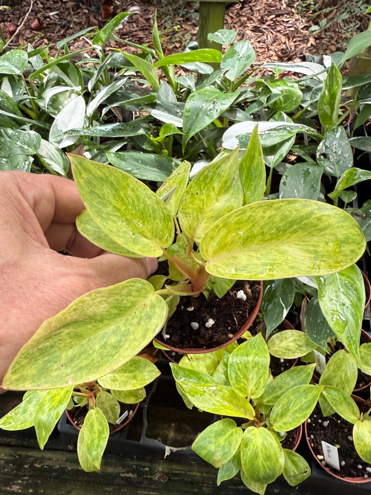 Philodendron Painted Lady Live Plant – 3 inch Pot – Indoor Houseplant - Image 1