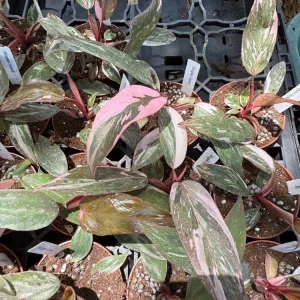 Philodendron Pink Princess Marble Live Plant – 3 inch Pot Starter – Indoor - Image 2