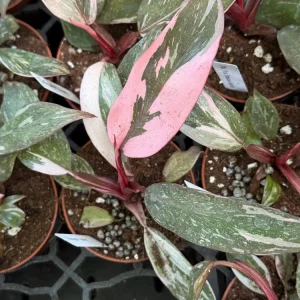 Philodendron Pink Princess Marble Live Plant – 3 inch Pot Starter – Indoor - Image 3