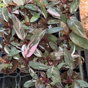 Philodendron Pink Princess Marble Live Plant – 3 inch Pot Starter – Indoor - Image 1