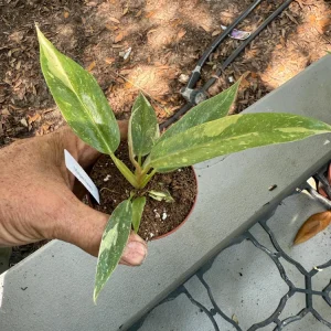 Philodendron Ring of Fire Live Plant – Variegated Houseplant in 3 inch Pot - Image 2
