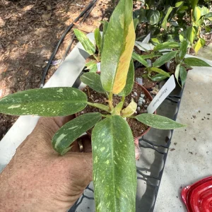 Philodendron Ring of Fire Live Plant – Variegated Houseplant in 3 inch Pot - Image 3