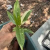 Philodendron Ring of Fire Live Plant – Variegated Houseplant in 3 inch Pot - Image 1