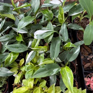 Philodendron White Princess Live Plant – 3 inch Potted Starter – Indoor - Image 2