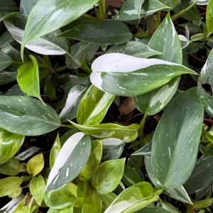 Philodendron White Princess Live Plant – 3 inch Potted Starter – Indoor - Image 3