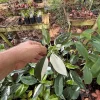 Philodendron White Princess Live Plant – 3 inch Potted Starter – Indoor - Image 1