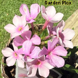 Phlox Paniculata 'Bright Eyes' Live Plant – 2 Bare Root Starters – Salmon Pink Flowers - Image 2