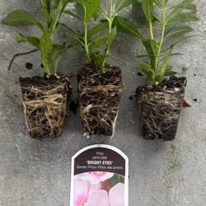Phlox Paniculata 'Bright Eyes' Live Plant – 2 Bare Root Starters – Salmon Pink Flowers - Image 3