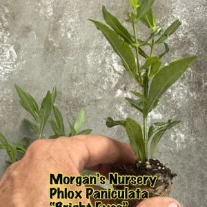 Phlox Paniculata 'Bright Eyes' Live Plant – 2 Bare Root Starters – Salmon Pink Flowers - Image 4