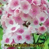 Phlox Paniculata 'Bright Eyes' Live Plant – 2 Bare Root Starters – Salmon Pink Flowers - Image 1