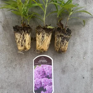 Phlox Paniculata 'Fashionably Early Princess' Live Plant - 2 Bare Root Plugs - Fuchsia Flowers - Image 2