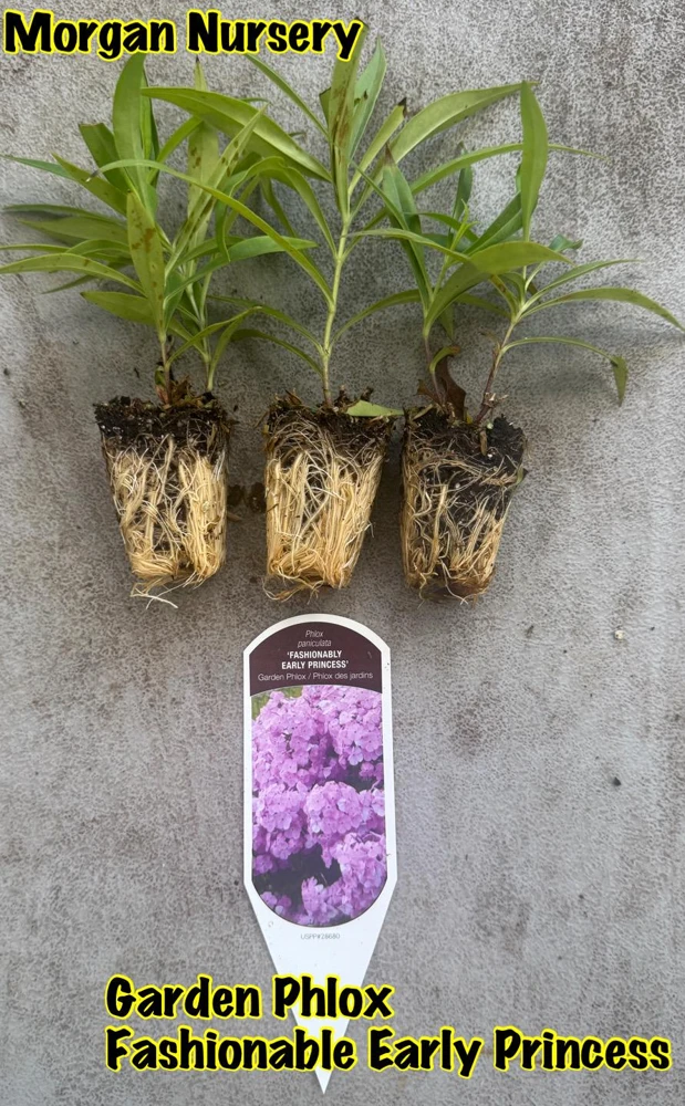 Phlox Paniculata 'Fashionably Early Princess' Live Plant - 2 Bare Root Plugs - Fuchsia Flowers - Image 2