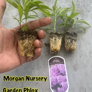 Phlox Paniculata 'Fashionably Early Princess' Live Plant - 2 Bare Root Plugs - Fuchsia Flowers - Image 3
