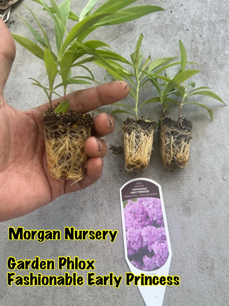 Phlox Paniculata 'Fashionably Early Princess' Live Plant - 2 Bare Root Plugs - Fuchsia Flowers - Image 3