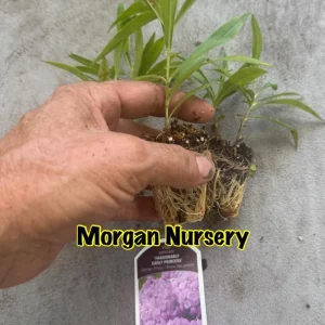 Phlox Paniculata 'Fashionably Early Princess' Live Plant - 2 Bare Root Plugs - Fuchsia Flowers - Image 4