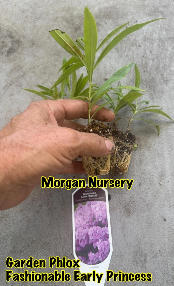 Phlox Paniculata 'Fashionably Early Princess' Live Plant - 2 Bare Root Plugs - Fuchsia Flowers - Image 4