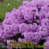 Phlox Paniculata 'Fashionably Early Princess' Live Plant - 2 Bare Root Plugs - Fuchsia Flowers - Image 1