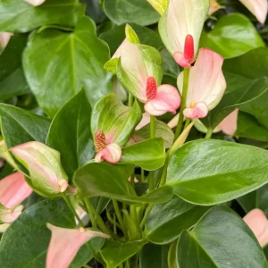 Pink Anthurium Live Plant - Blooming Tropical Houseplant 4 inch Pot Indoor - Image 2