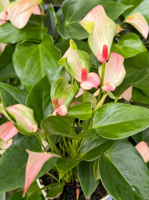 Pink Anthurium Live Plant - Blooming Tropical Houseplant 4 inch Pot Indoor - Image 2