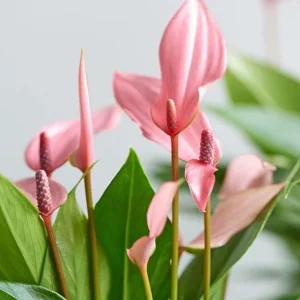 Pink Anthurium Live Plant - Blooming Tropical Houseplant 4 inch Pot Indoor - Image 1