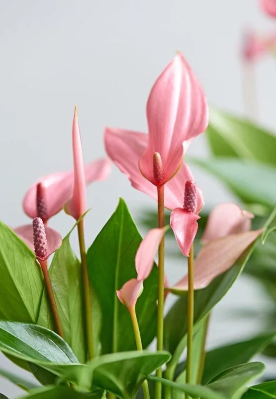 Pink Anthurium Live Plant - Blooming Tropical Houseplant 4 inch Pot Indoor - Image 1