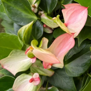 Pink Anthurium Live Plant - Blooming Tropical Houseplant 4 inch Pot Indoor - Image 3