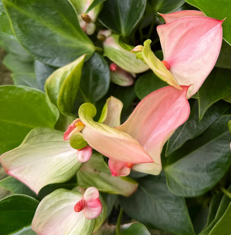 Pink Anthurium Live Plant - Blooming Tropical Houseplant 4 inch Pot Indoor - Image 3
