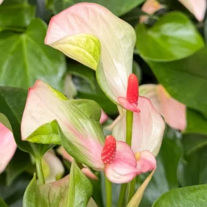 Pink Anthurium Live Plant - Blooming Tropical Houseplant 4 inch Pot Indoor - Image 4